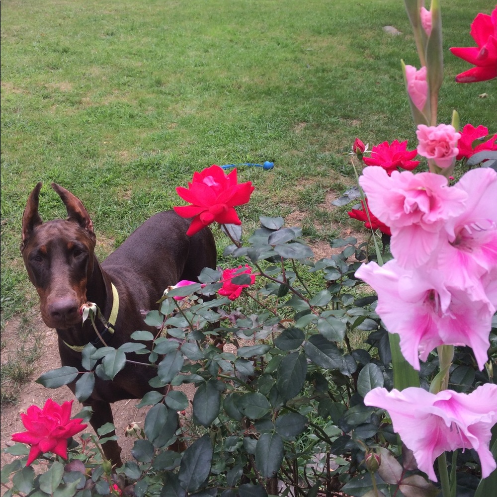 Meet your Posher, Candice